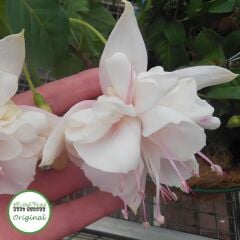 XXL İri Çiçekli White King Beyaz Küpeli Çiçeği Fidesi (1 Adet Fide)