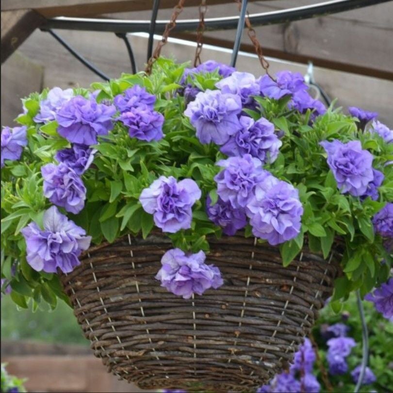 Tumbelina Sophia Kokulu Katmerli Sarkıcı Superstar Petunya Çiçeği Fidesi (1 Adet Fide)