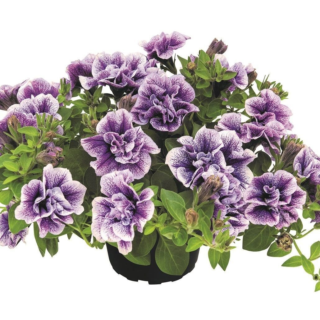 Tumbelina Priscilla Pro Kokulu Katmerli Sarkıcı Petunya Çiçeği Fidesi (1 Adet Fide)