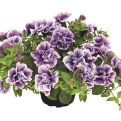 Tumbelina Priscilla Pro Kokulu Katmerli Sarkıcı Petunya Çiçeği Fidesi (1 Adet Fide)