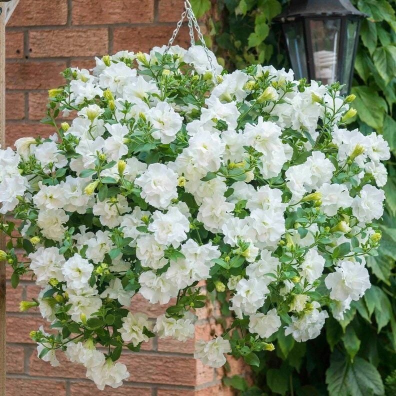 Tumbelina Diana Kokulu Katmerli Sarkıcı Superstar Petunya Çiçeği Fidesi (1 Adet Fide)