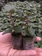 XXl Çiçekli Deep Purple Küpe Çiçeği Fidesi (1 Adet Fide)