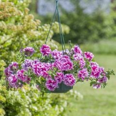 Tumbelina Helena Kokulu Katmerli Sarkıcı Petunya Çiçeği Fidesi (1 Adet Fide)