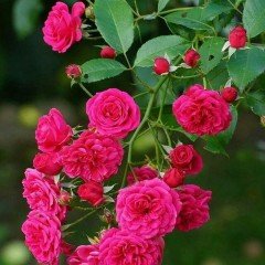 Tüplü Yediveren Laguna Koyu Pembe Sarmaşık Gül Fidanı
