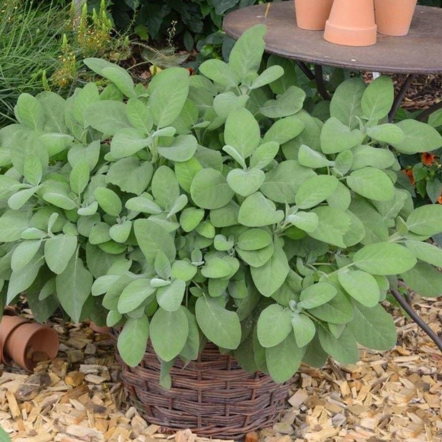 Culinaria Adaçayı Fidesi (2 Adet Fide )