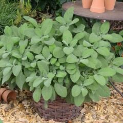 Culinaria Adaçayı Fidesi (2 Adet Fide )