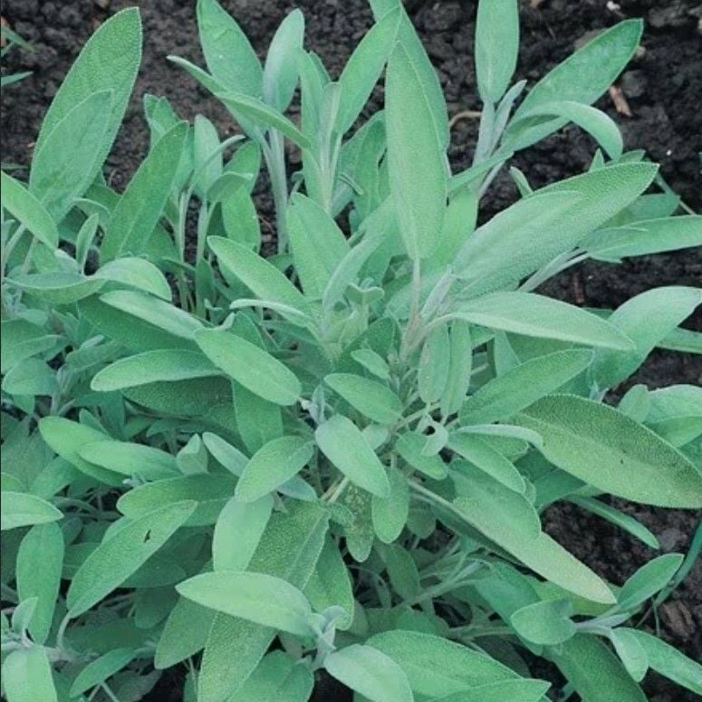 Fortado Adaçayı Çiçeği Fidesi (2 Adet Fide )