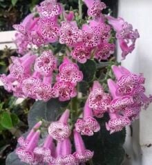 Koleksiyonluk Nis Elvira Kohleria Japon Küpelisi Çiçeği Fidesi (Mini Saksıda)