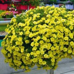 Calita Katmerli Double Sun Milyonlar Çanı Calibrochoa Çiçeği Fidesi (1 Adet Fide)