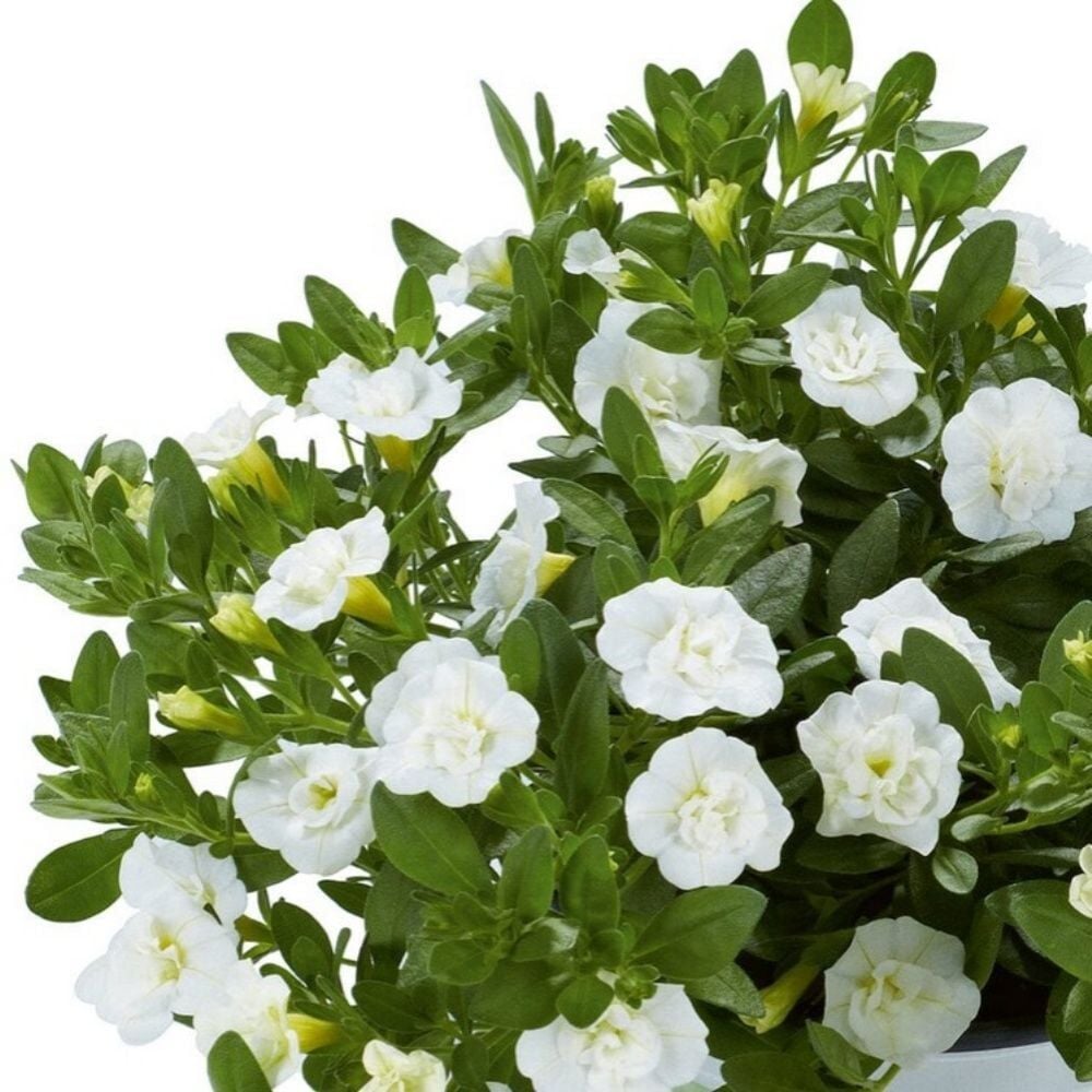 Calita Katmerli Double Snow Milyonlar Çanı Calibrochoa Çiçeği Fidesi (1 Adet Fide)
