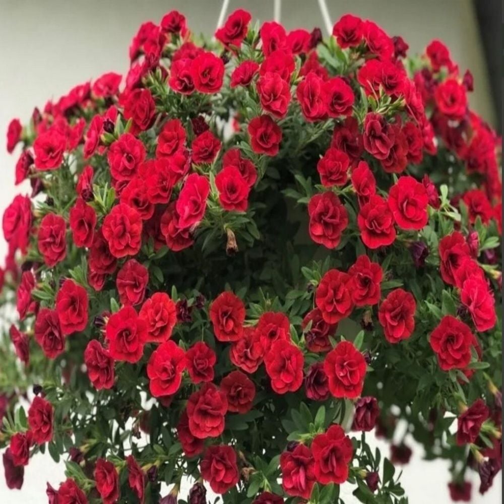 Calita Katmerli Double Red Milyonlar Çanı Calibrochoa Çiçeği Fidesi (1 Adet Fide)