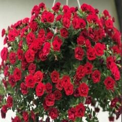 Calita Katmerli Double Red Milyonlar Çanı Calibrochoa Çiçeği Fidesi (1 Adet Fide)