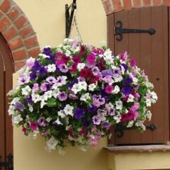 Potunia Plus Serisi Mixed Petunya Fidesi (5 Adet Fide)