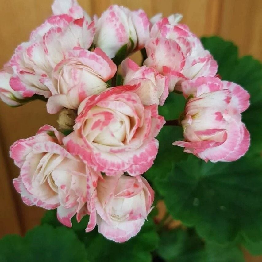 Koleksiyonluk Denise Appleblossom Gül Sardunya Çiçeği Fidesi (1 Adet Fide)