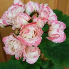 Koleksiyonluk Denise Appleblossom Gül Sardunya Çiçeği Fidesi (1 Adet Fide)