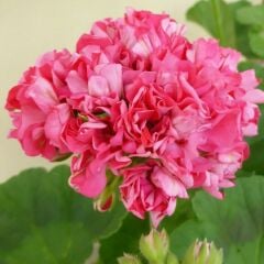 Koleksiyonluk Sister Henry Katlı Çiçekli Olan Gül Sardunya Çiçeği Fidesi (1 Adet Fide)