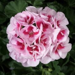 İri İçekli Semi Double White Splash Sardunya Çiçeği Fidesi (1 Adet Fide)