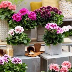 Mix Karışık Renkli Sardunya Canan Çiçeği Fidesi (100 Adet Fide)