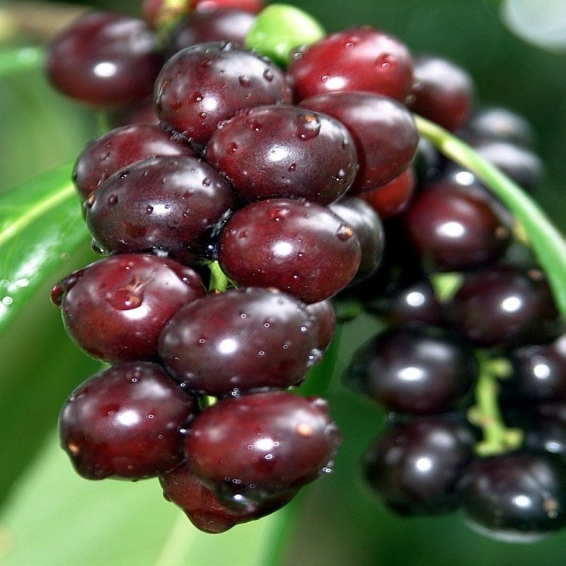 Tüplü  Taflan Karayemiş (Laz Kirazı Fidanı)