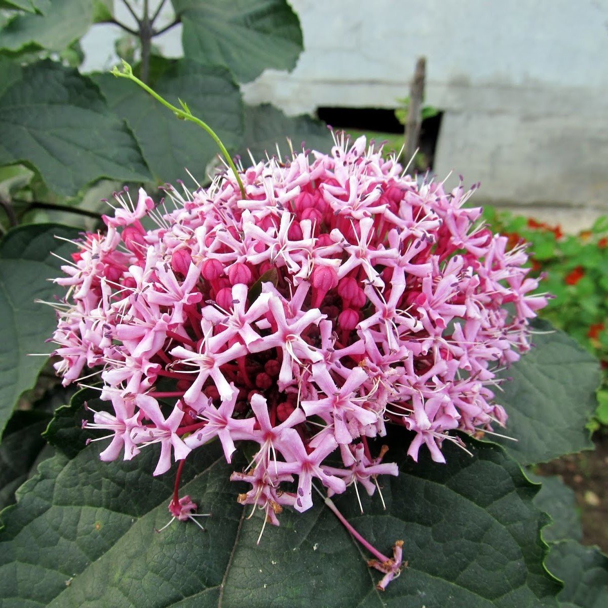 Tüplü Kısmet Ağacı Fidanı