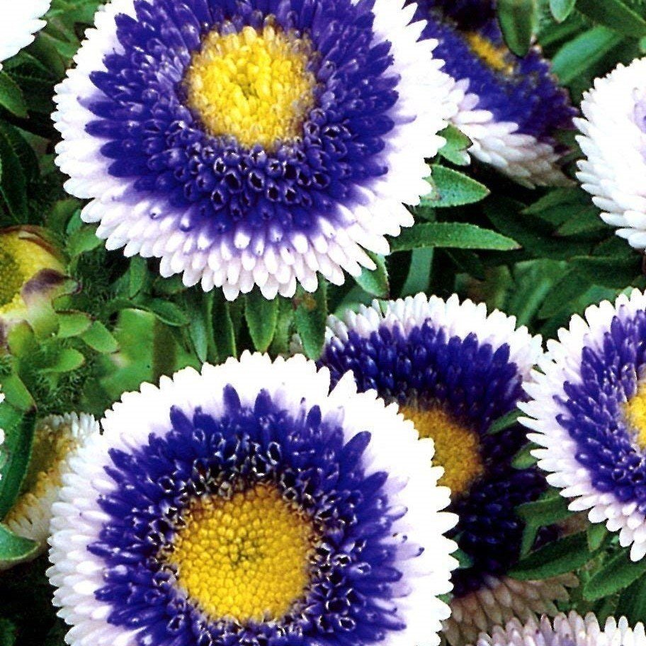 Blue Pompon with white Centre Aster Çiçeği Tohumu (50 tohum)