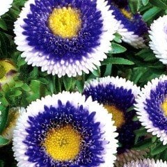 Blue Pompon with white Centre Aster Çiçeği Tohumu (50 tohum)