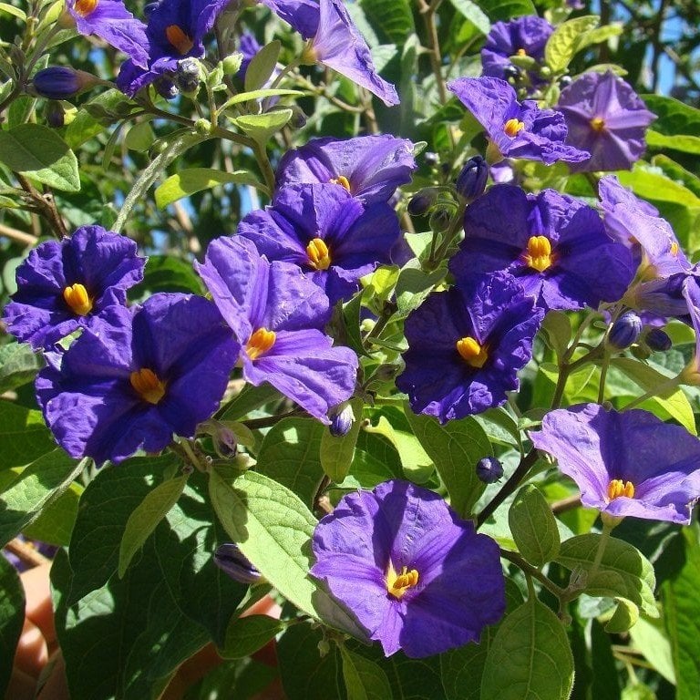 Tüplü Ağaç Maviş Solanum Rantonetti Fidanı