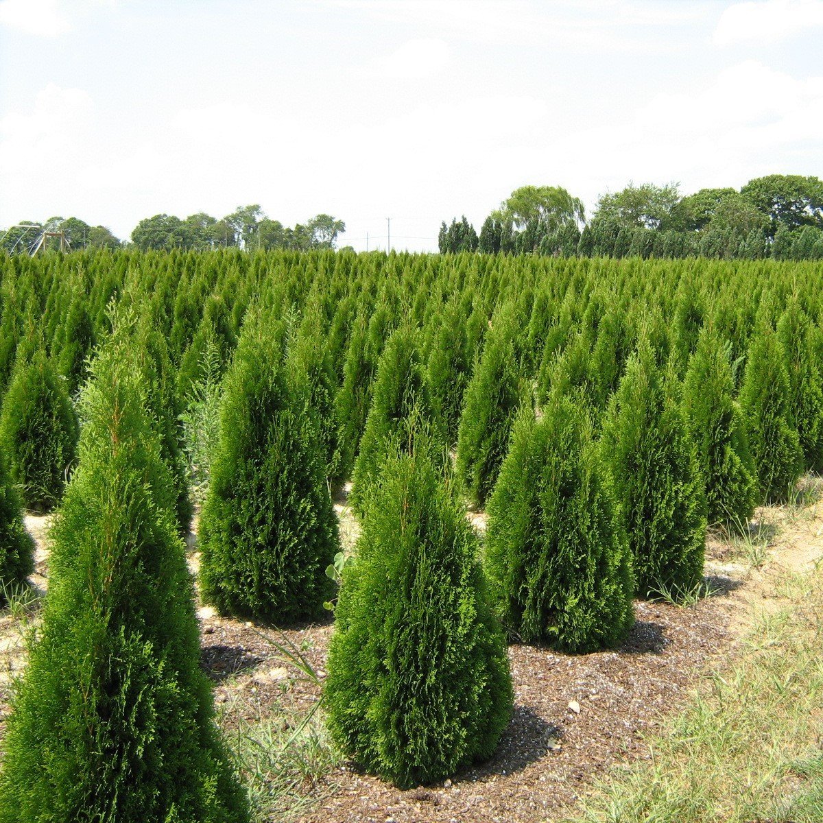 Tüplü (Arborvitae-Thuya) Mazı Fidanı