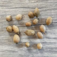 Serapias Vomeracea Salep Yumrusu  (3 adet)
