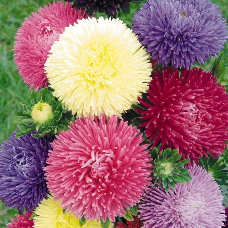 Karışık Renkli Amerikan Branching Aster Margarit Papatya Çiçeği Tohumu (360)