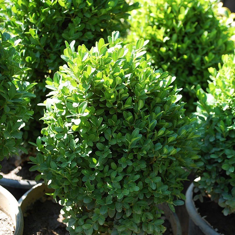 Tüplü Osmanlı Şimşiri Fidanı