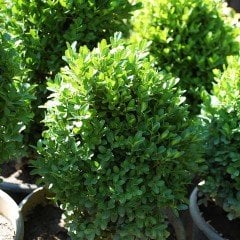 Tüplü Osmanlı Şimşiri Fidanı