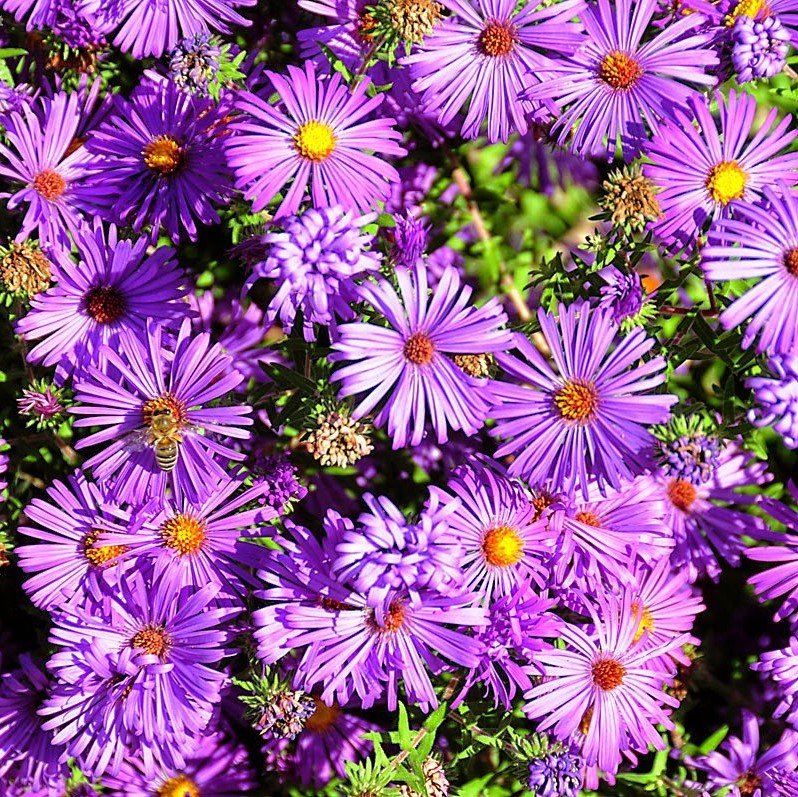 Gök Mavisi Saksılık Aster Çiçeği Tohumu (100 tohum)