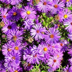 Gök Mavisi Saksılık Aster Çiçeği Tohumu (100 tohum)