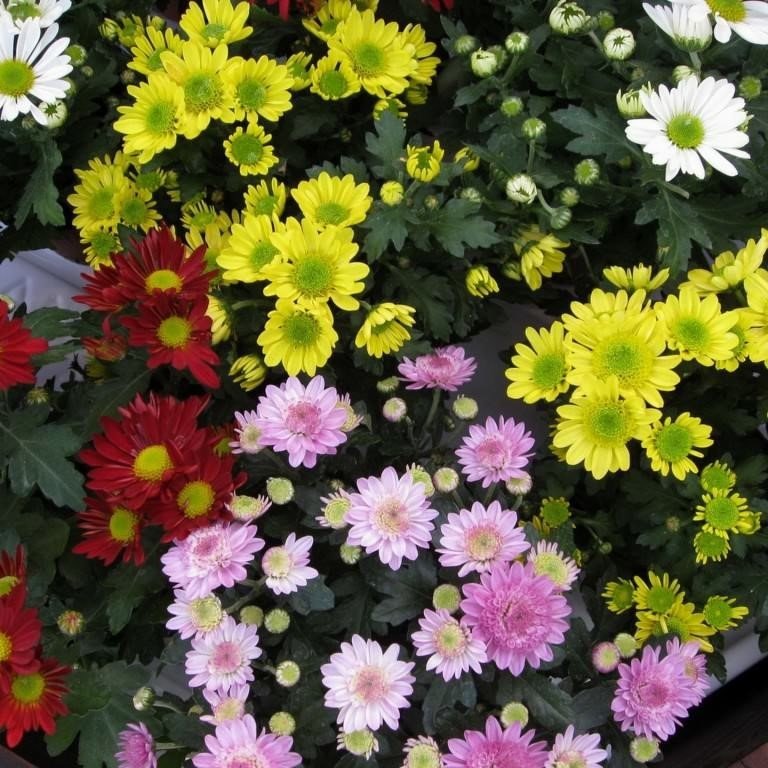 Karışık Renkli Papatya Çiçekli Chinensis Aster Çiçeği Tohumu (360 Tohum)