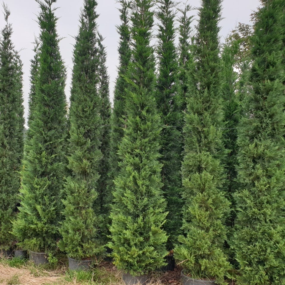 Tüplü Leylandi Fidanı (80-120 cm)