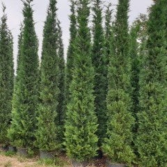 Tüplü Leylandi Fidanı (80-120 cm)