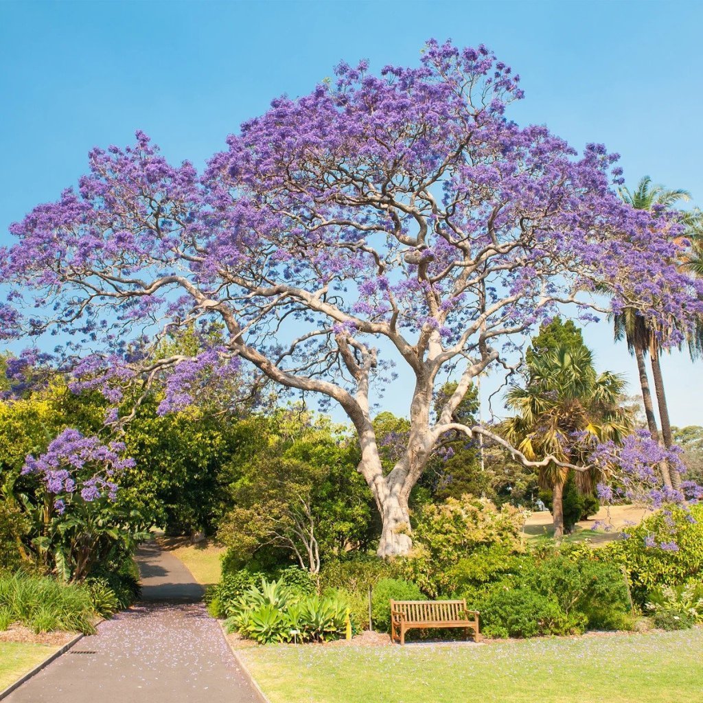 Tüplü Mor Çiçekli Paulownia Fidanı 60-100 cm  (5 Al 4 Öde) Ücretsiz Kargo