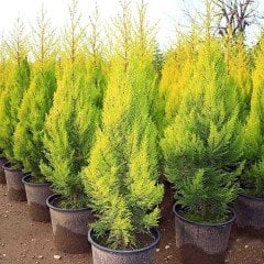 Tüplü Limoni Servi Fidanı (Mini Boy 10-30 cm)