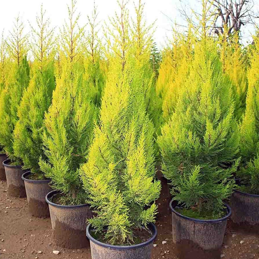 Tüplü Limoni Servi Fidanı (20-40 cm) 10 Adet