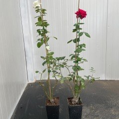 Tüplü Karışık Yediveren Kokulu Gül Fidanı Paketi 5'li