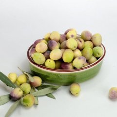 Saksıda Bodur Tipte Zeytin Fidanı Meyve Verme Durumunda 20-30 Yaş Zeytin Fidanı