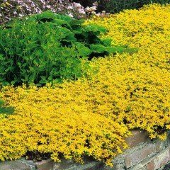 Deep Yellow Limonium Sinuatum Deniz Lavantası Tohumu (30 tohum)