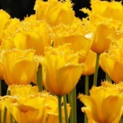 Sarı Fırfırlı Maja Koyu  Lale Soğanı(4 Soğan)