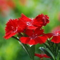 Bravo Dianthus Heddewigii Karanfil Çiçeği Tohumu (100