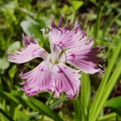 Superbus Dianthus Rose Bol Kokulu Karanfil Çiçeği Tohumu (100 adet)