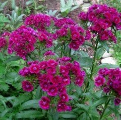 Sweet Lila William Dianthus Barbadus Çiçeği Tohumu (50 adet)