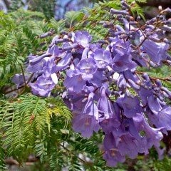 Tüplü Kokulu Jakaranda (Jacaranda) Fidanı (200-300 cm)