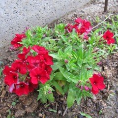 Floks Çiçeği Red Love Tohumu (100 tohum)