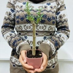 Uzun Ömürlü Bodur Bonsai Zeytin Fidanı Ücretsiz Kargo (Pastel Violet Lüx Saksıda)